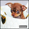 Misc image 4